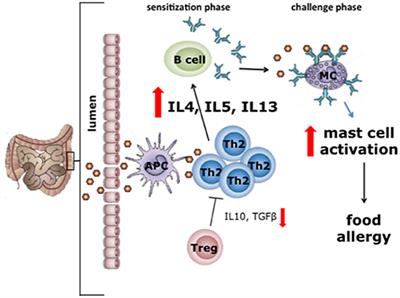 The Gut-Immune-Brain Axis in Autism Spectrum Disorders; A Focus on Amino Acids